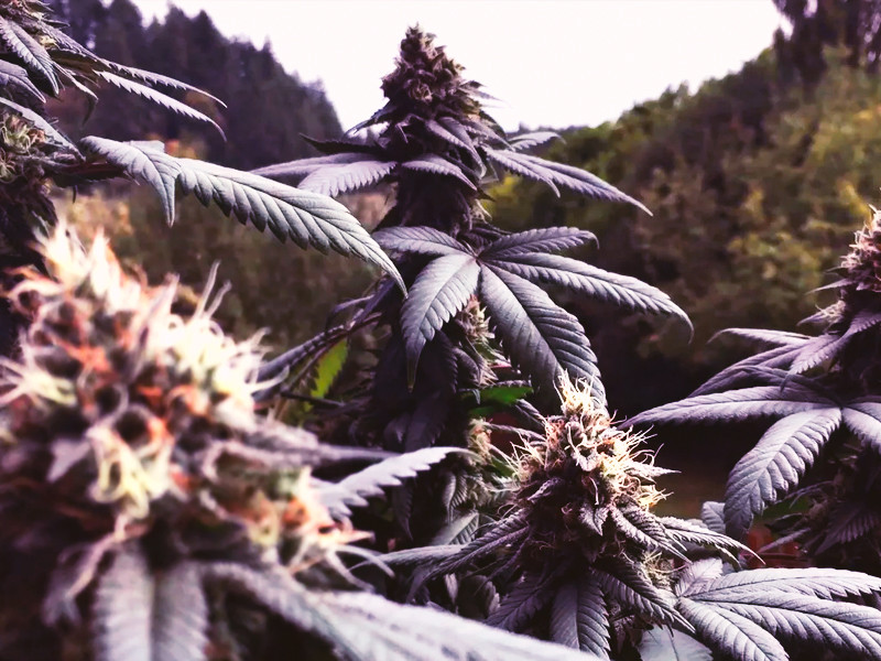 Выращивание индичной конопли Процесс выращивания индики