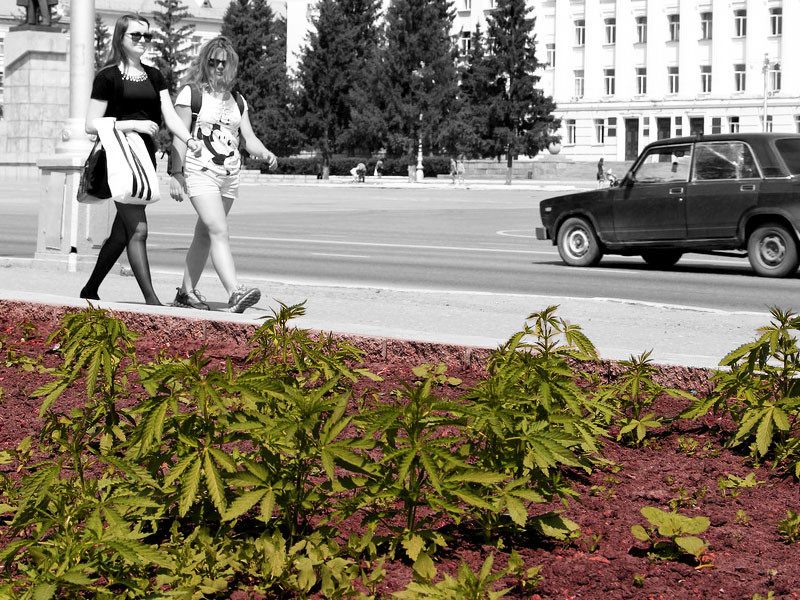 Рудералис как сорняк Дикая конопля, как сорняк