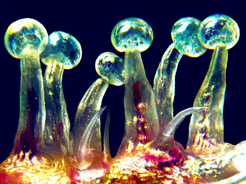 Трихомы - липкие железы конопли богатые ТГК Трихомы конопли крупным планом