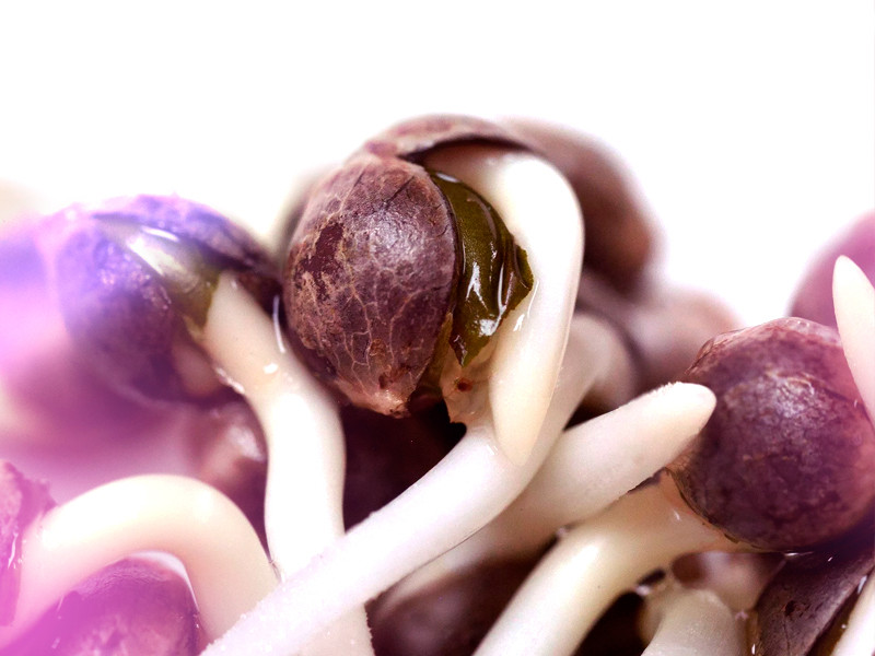 Внешний вид пророщенных семян конопли Проращивание конопляных семян