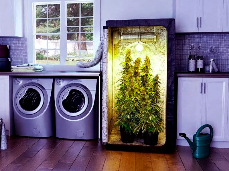 Гроубокс отличное решение для выращивания конопли в индоре Выращивание марихуаны дома в гроубоксе