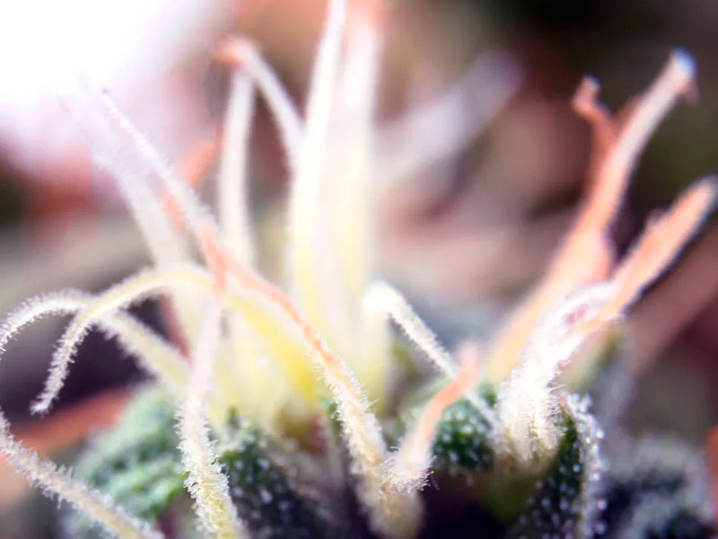 Бошки покрытые стигмами Стигмы конопли