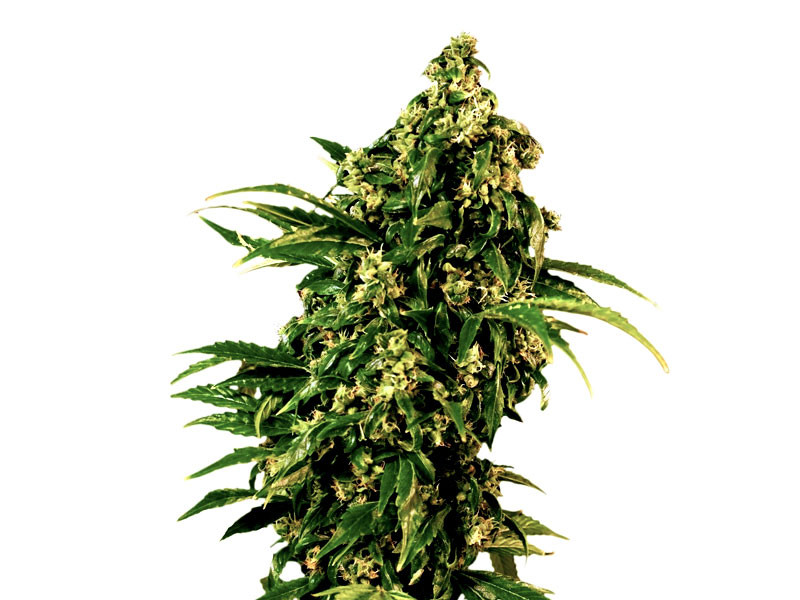 Нетребовательный и неприхотливый сорт Auto-MASS Неприхотливый и жизнестойкий сорт конопли