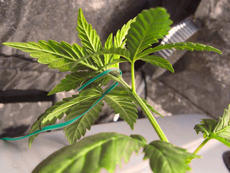 Сначала нужно придать конопле горизонтальный рост центрального стебля Пригибание ростка конопли для увеличения урожайности