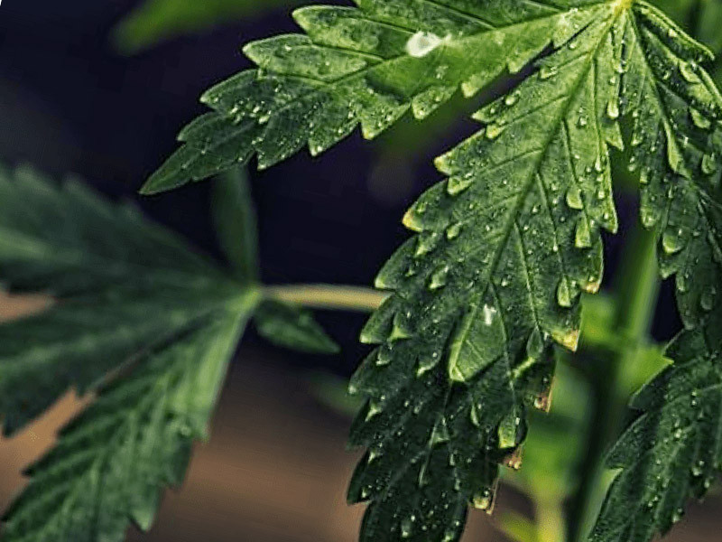 Почему жесткая вода не подходит для полива марихуаны Конопля и жесткая вода