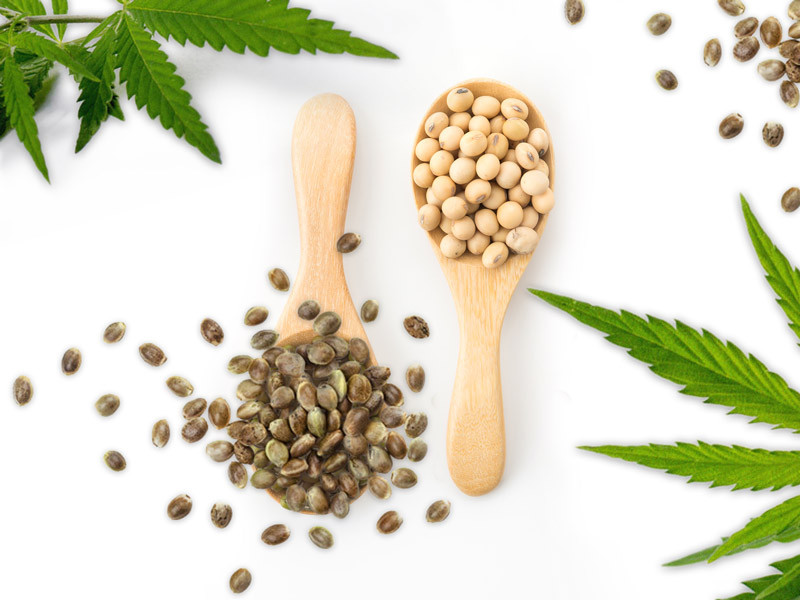 Сравнение сои и конопли Соя и марихуана