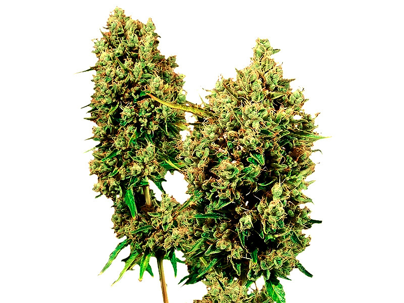 Психоделический сорт конопли LSD от Barney’s Farm Сорт марихуаны LSD